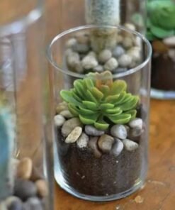 Echeveria Plant in Cylinder Vase