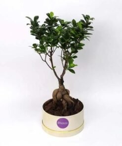 For My Fellow Bonsai Plant in Box