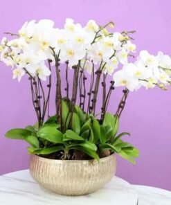 Golden Orchid Elegance