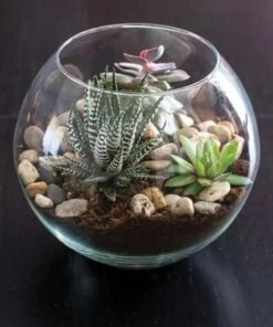 Haworthia and Echeveria Plant in Fish Bowl