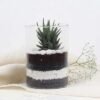 Haworthia Plant in Cylinder Vase