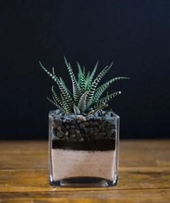 Haworthia Plant in Square Vase
