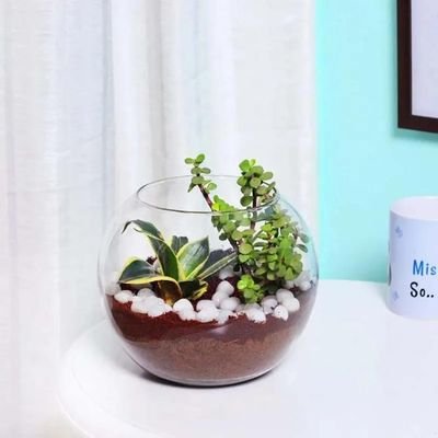 Mini Sansevieria and Jade Plant in Fish Bowl