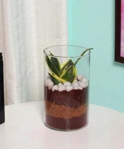 Mini Sansevieria in Cylinder Vase