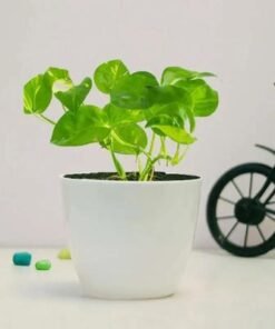 Money Plant in White Pot