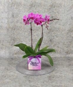 Mothers Day 2 Stem Purple Mini Orchid Plant
