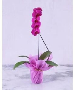 Purple Orchid Plant in Purple Wrapping