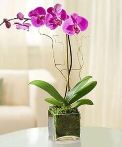 Purple Orchid Plant in Square Vase