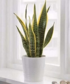 Sansevieria in White Pot