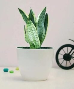 Sansevieria Plant in White Pot