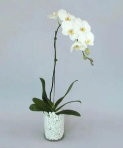 White Orchid Plant in Vase