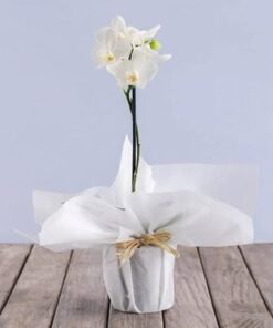White Orchid Plant in White Wrapping