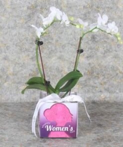 Womens Day 2 Stem White Mini Orchid Plant
