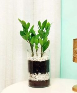 Zamia Plant in Cylinder Vase