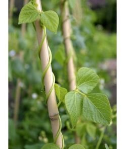 Bamboo Sticks for Plants - 300cm, 5pcs | Plant Support Stakes | 24-16mm, Plant Support Pole | Durable Plant Stick for for Flowers, Vegetables, and Creepers | Garden Sticks (5pcs, 300cm)