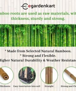 Bamboo Sticks for Plants - 150 Cm, 5 Pcs | Garden Sticks for Strong Support | Long Plant sticks for Plant Support Stakes (Slim, 5pcs, 150cm) - Image 4