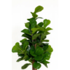 160cm Artificial Fiddle Leaf Fig Plant Premium Indoor Decor (Without Pot)